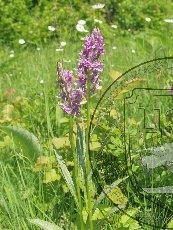 Пальцекорник Дюрвиля 001